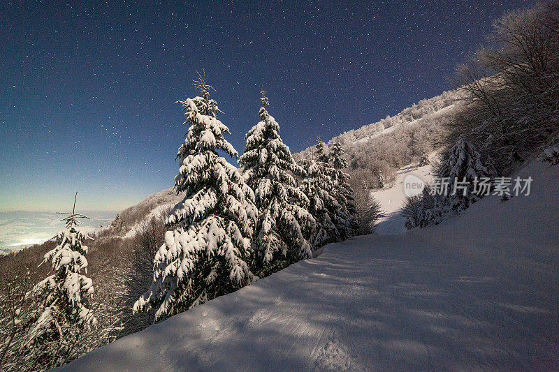 壮丽的星空笼罩着冬日的山景。夜景。月光下美丽的高大冷杉。喀尔巴阡山,乌克兰,欧洲。