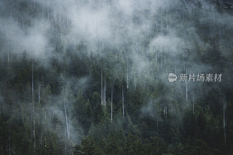 温哥华岛的雾雨林