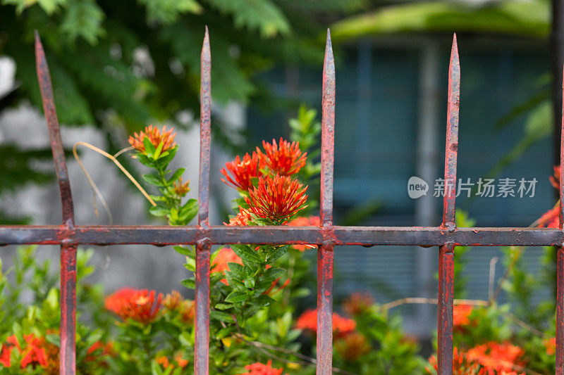 红色茜草科花和篱笆