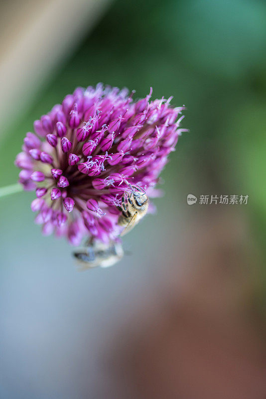 近景葱鼓槌盛开在夏季花园