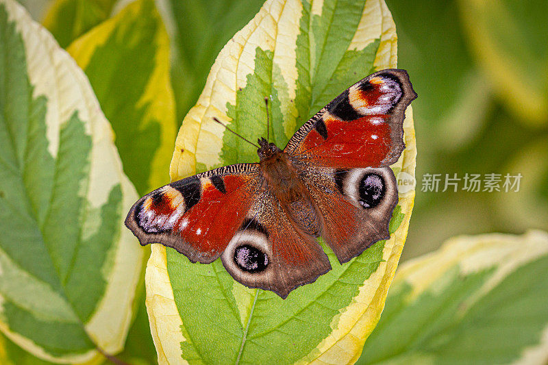 今日孔雀，欧洲孔雀，孔雀蝴蝶。