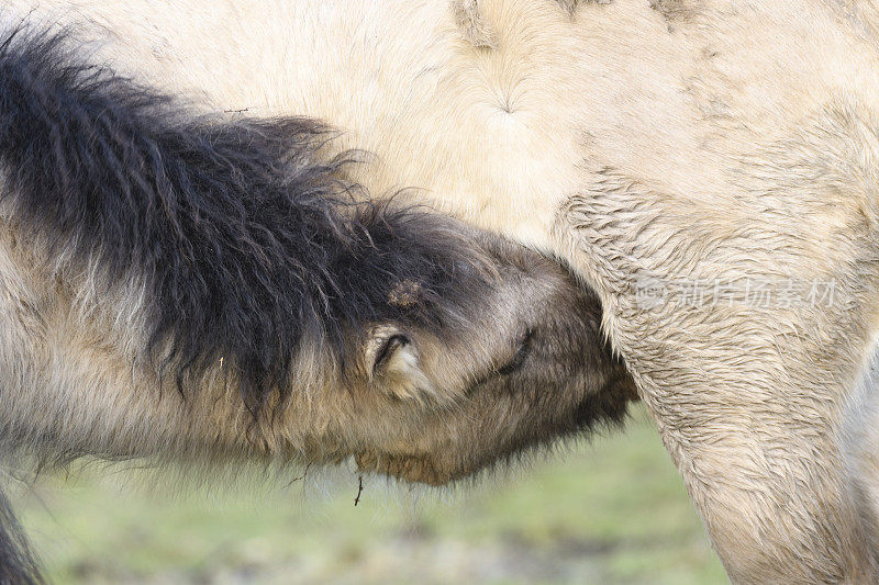 在Oostvaardersplassen自然保护区，野生的科尼克马驹正在饮水