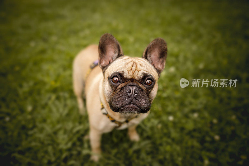 法国斗牛犬抬头