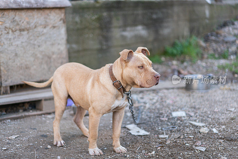 小狗斗牛犬住在肮脏的院子里，用铁链拴着。