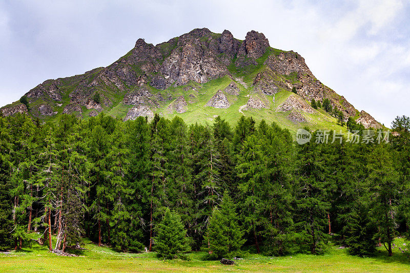 阿尔卑斯山落叶松森林，恩加丁，瑞士