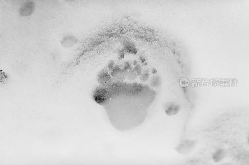 熊在雪地上留下脚印