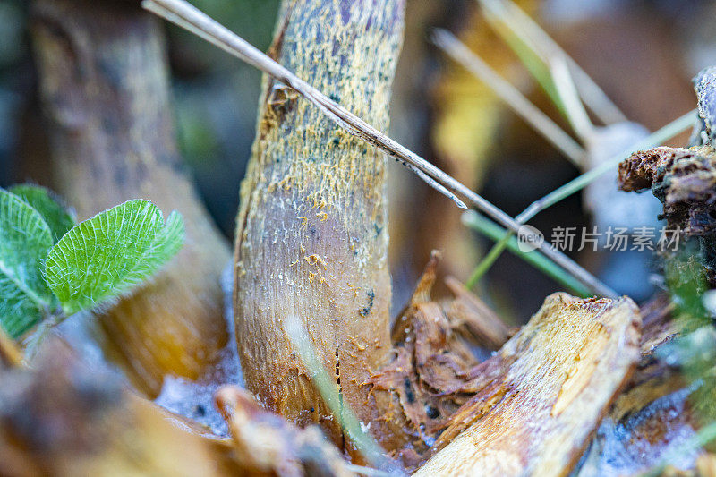 死蘑菇，上面有冰，真菌吃掉真菌。蘑菇狩猎结束。