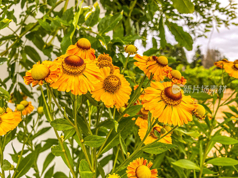 紫锥菊松果菊