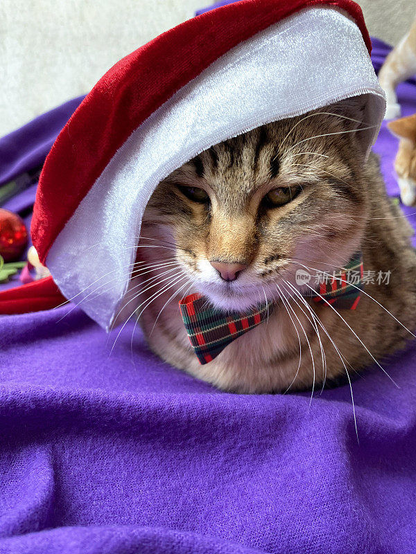 带圣诞装饰的紫色毯子上的虎斑猫
