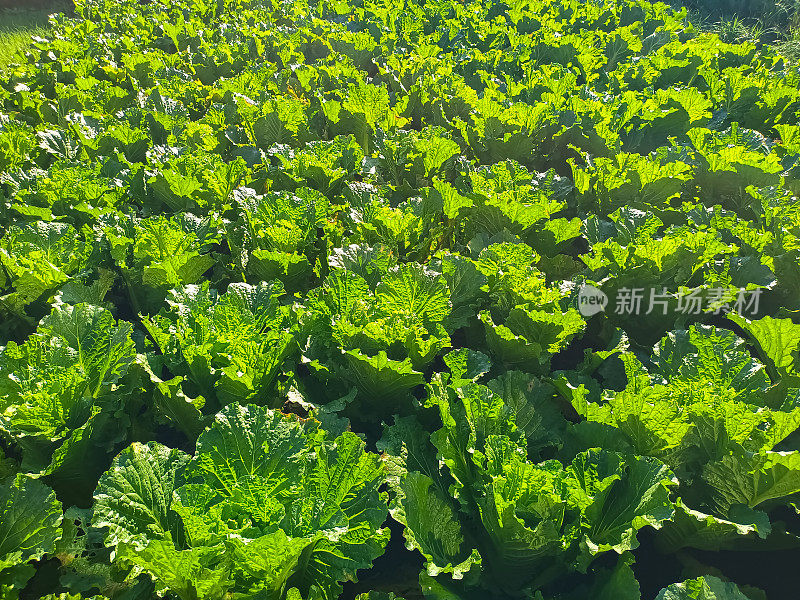 种植蔬菜，菜花，是生长旺盛的绿色蔬菜，菜花，绿色油