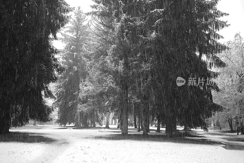 公园在冬天下雪