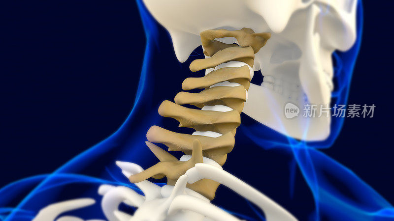 颈椎人体骨骼脊柱解剖三维医学概念