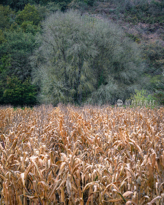 深秋时节，一棵光秃秃的树落在一片干燥的玉米地后面