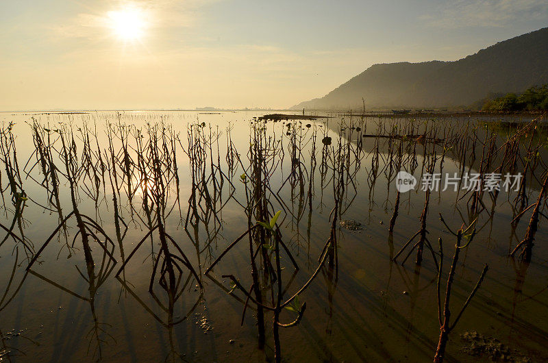 日出和沿海红树林