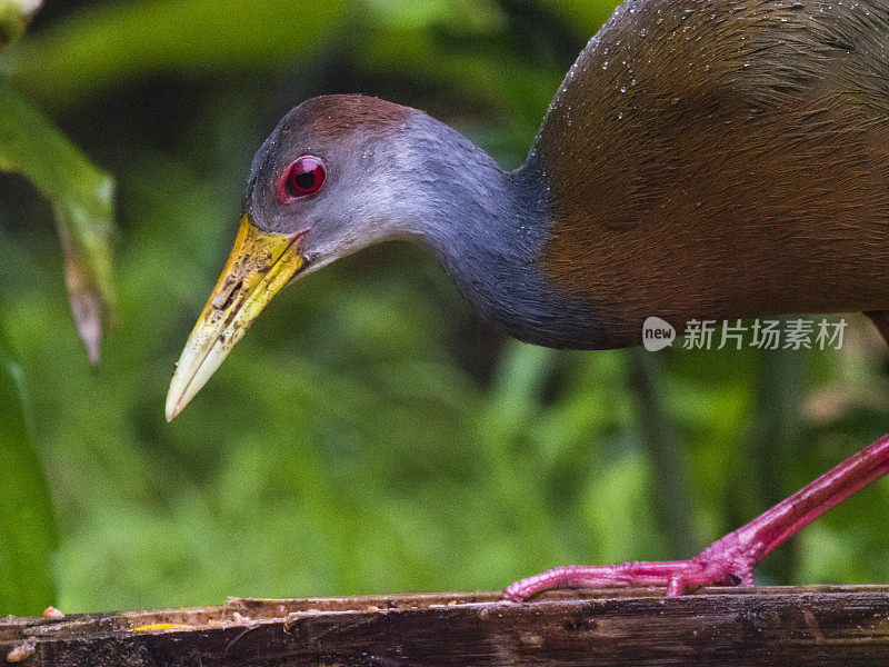 雨中行走的灰色蒙面木轨