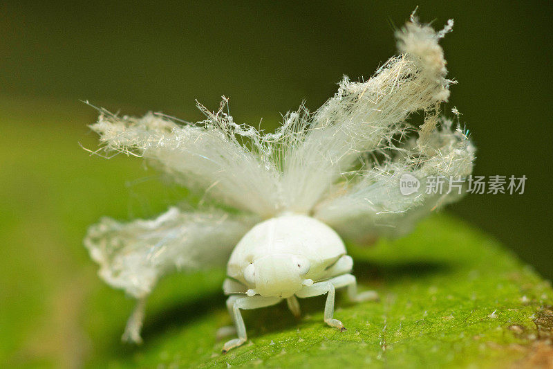 蚜虫在绿叶上的动物行为。