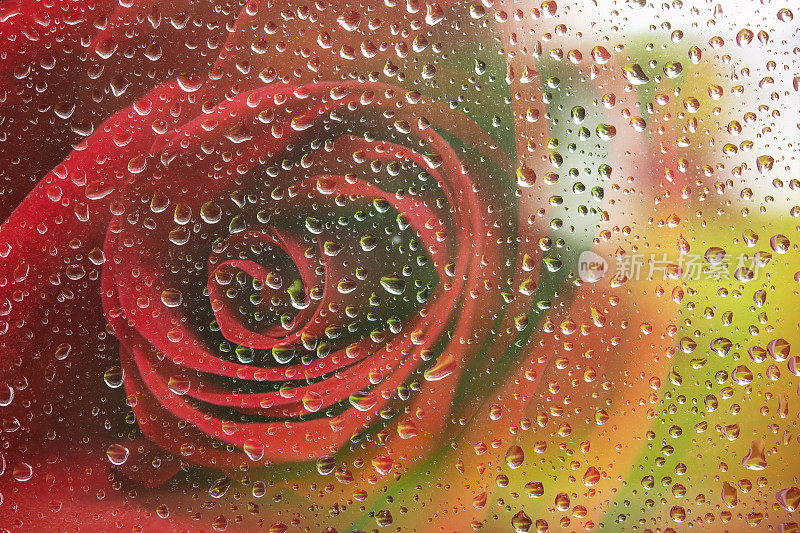 玫瑰透过雨滴玻璃