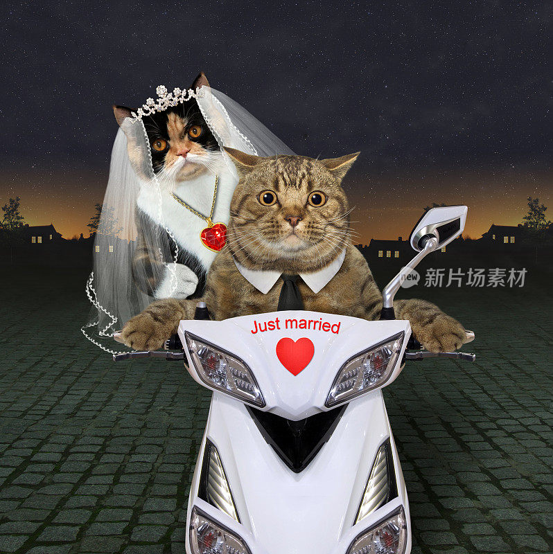 骑着白色摩托车的猫新婚