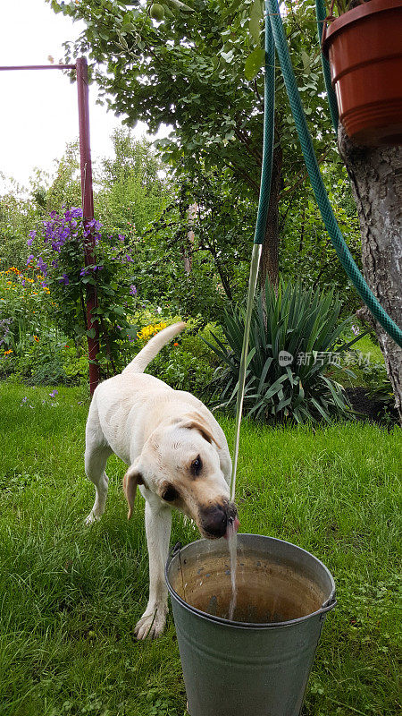 拉布拉多犬在后院玩水管