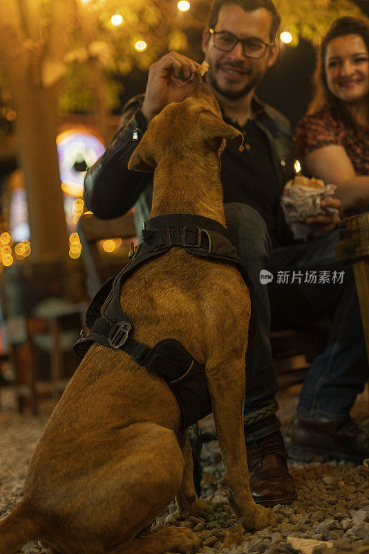 图为，在一辆蜜黄色食品卡车上，顾客狗正在专心地看着主人给它们的食物