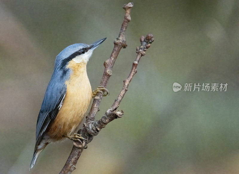 在树上什么也没有