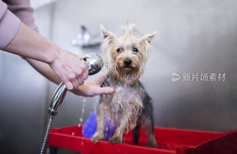 约克夏犬正在美容院洗澡。