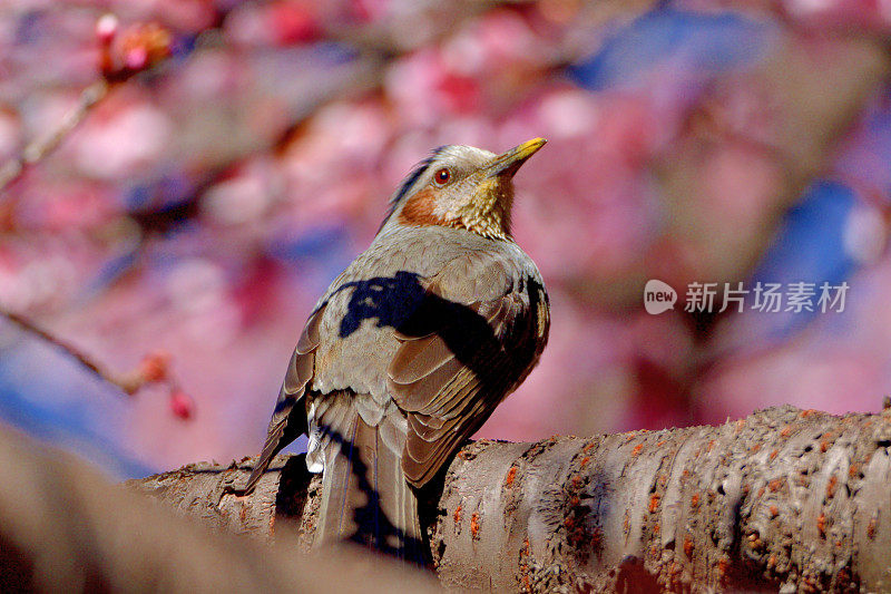 樱花和棕耳白头翁