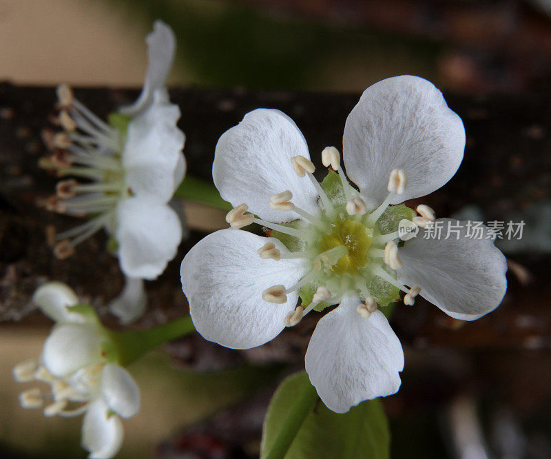 梨树开花