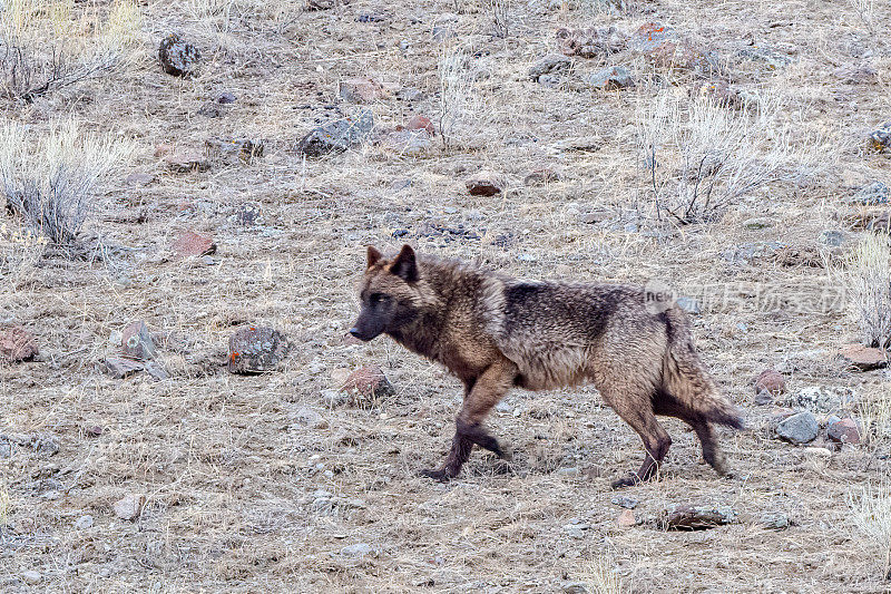 棕黑色的灰太狼在岩石山的一侧快速移动