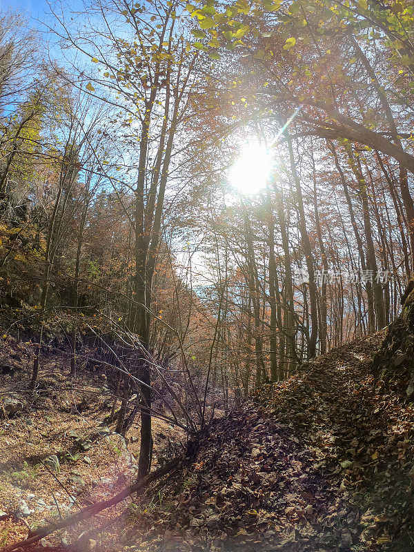 瑞士，冬天森林里的阳光