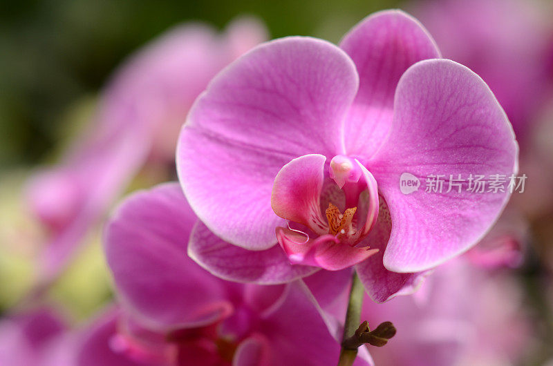 兰花粉红色蝴蝶兰热带花夏季图案微缩摄影