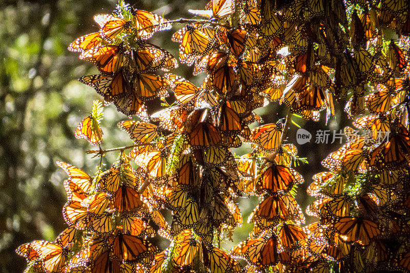墨西哥米却肯州树枝上的帝王蝶