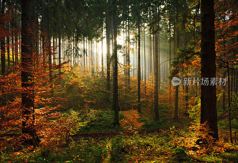 在夕阳的照耀下，秋天的云杉树林，树叶的颜色在变化