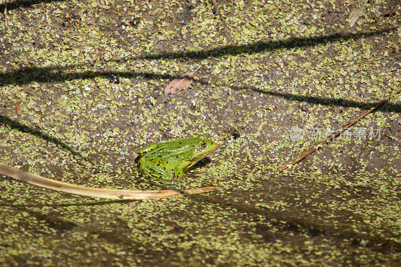 绿色的小青蛙。