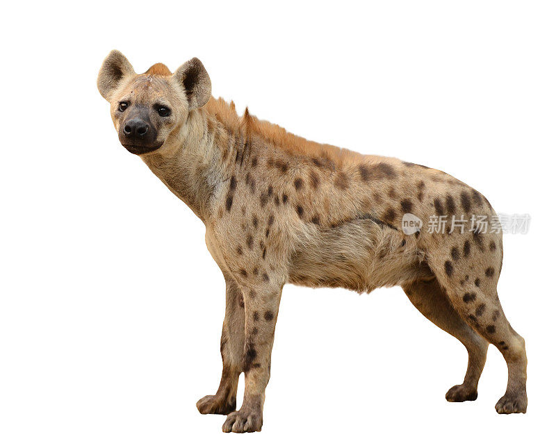 斑点鬣狗孤立