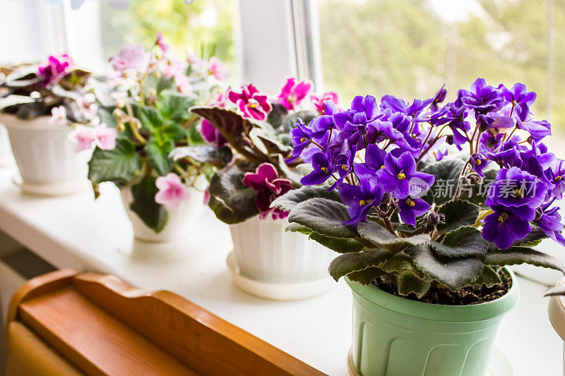 窗台上的花盆里有一朵美丽的紫罗兰