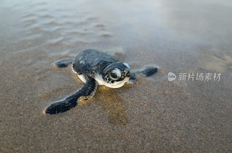 正在孵化的绿海龟(海龟)爬过海滩。