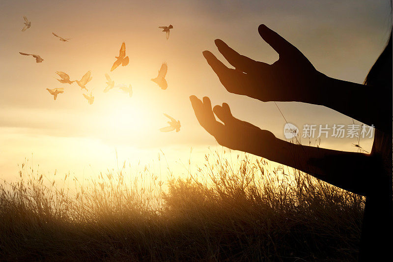 女人祈祷和自由的鸟享受自然日落的背景