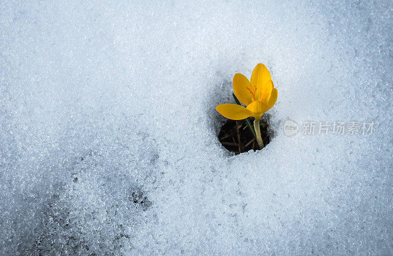 鲜黄的藏红花在雪中融化，希腊