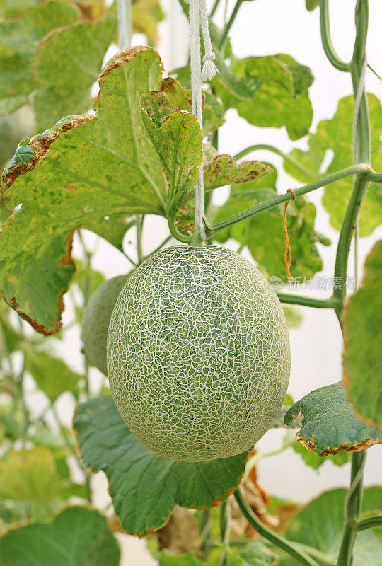 温室农场里的哈密瓜。