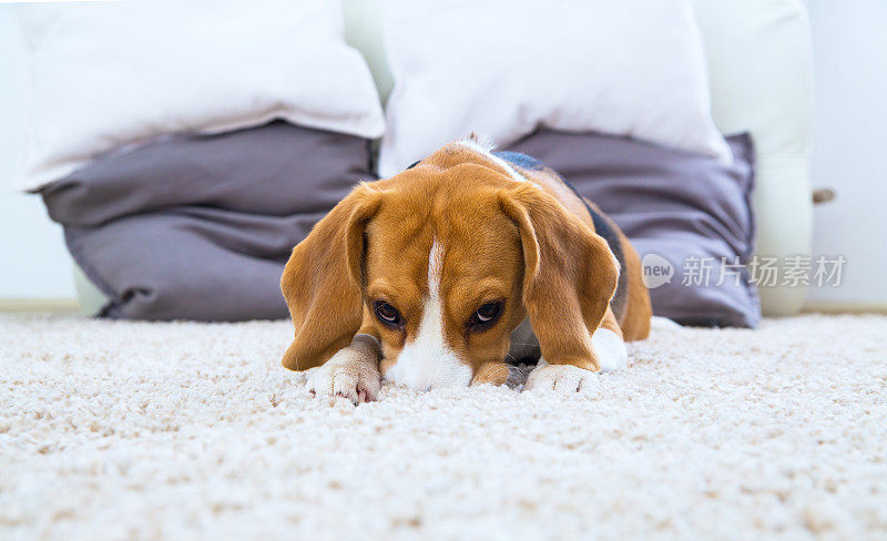 狗在地毯上休息
