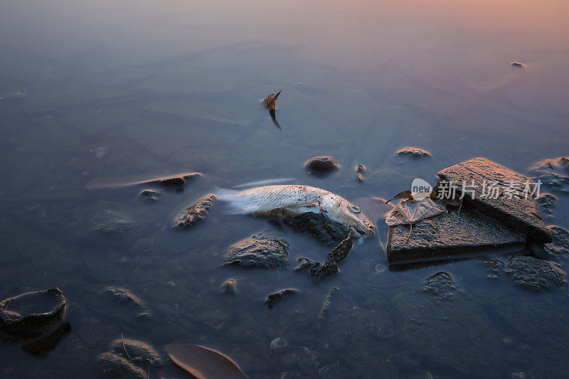死鱼长时间暴露在亚洲的湖中