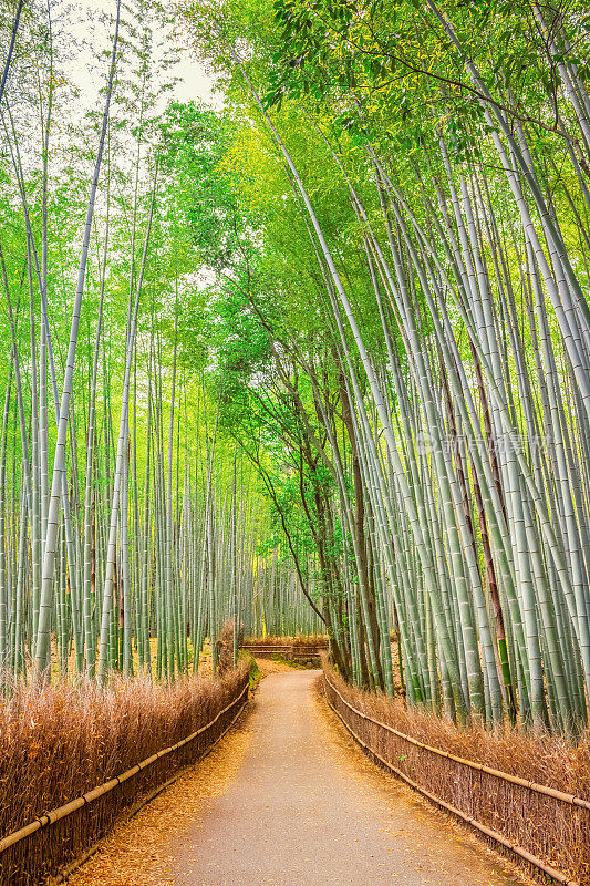 日本京都的佐野竹林