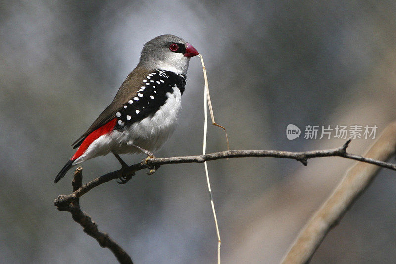 芬奇――Firetail