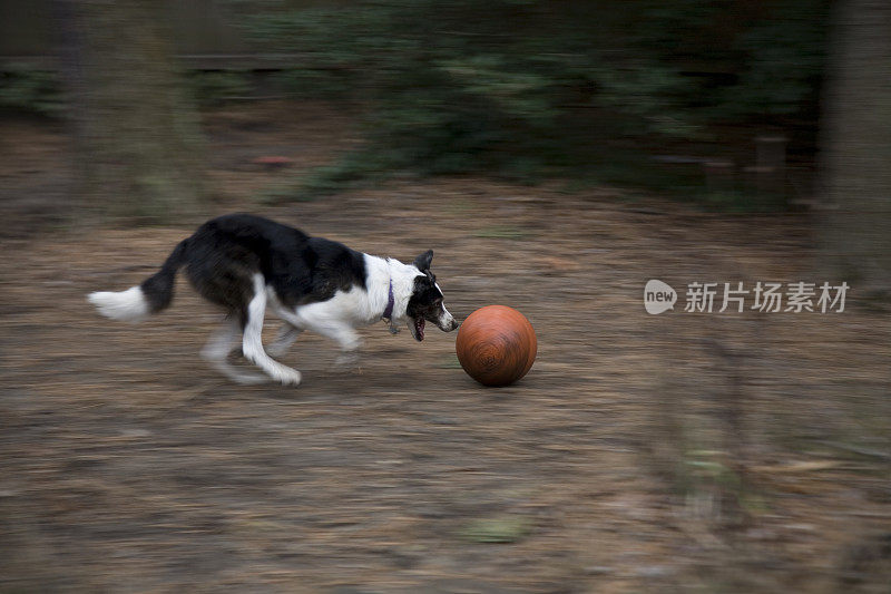 边境牧羊犬足球