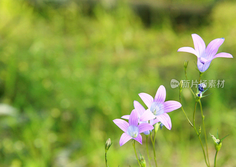 紫花植物野外特写