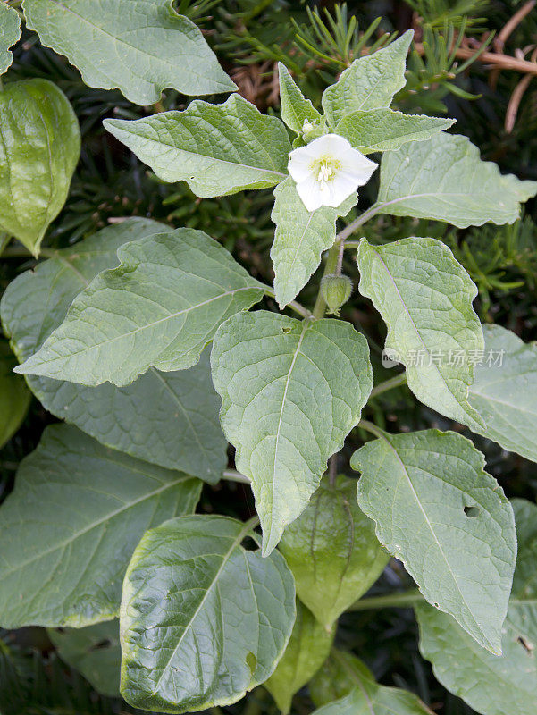 中国灯笼百合花