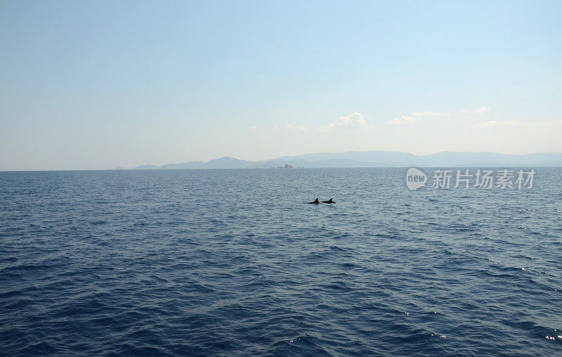 两只海豚在地中海