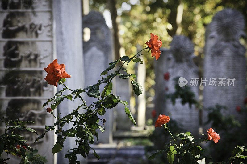 土耳其伊斯坦布尔Eyüp清真寺的阿拉伯墓碑和鲜花