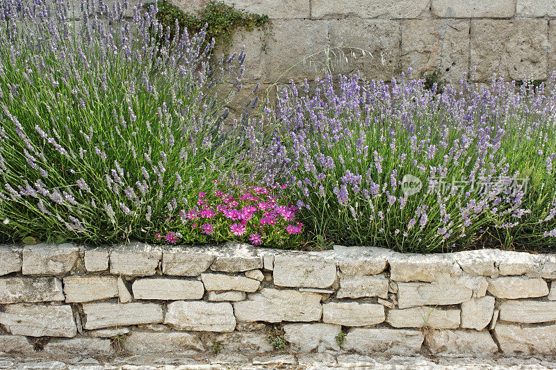 普罗旺斯:石灰岩墙壁上开满了花